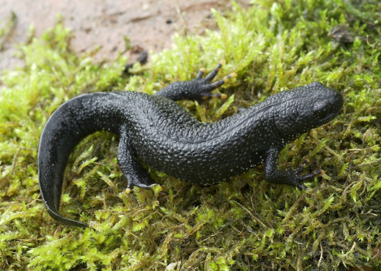 Great Crested Newts - Barrett Environmental Ltd